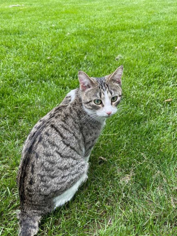 Found Cat in Madison, WI US