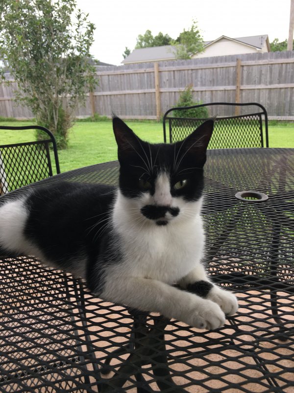 Found Cat in Loxley, AL US