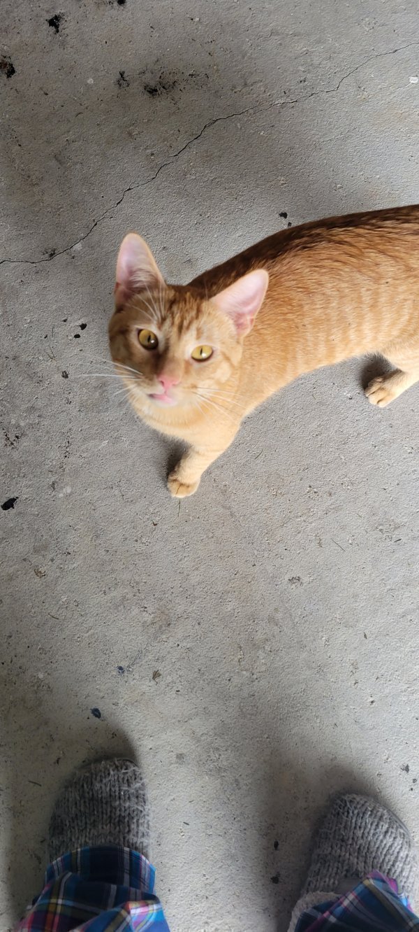 Found Cat in Winterset, IA US
