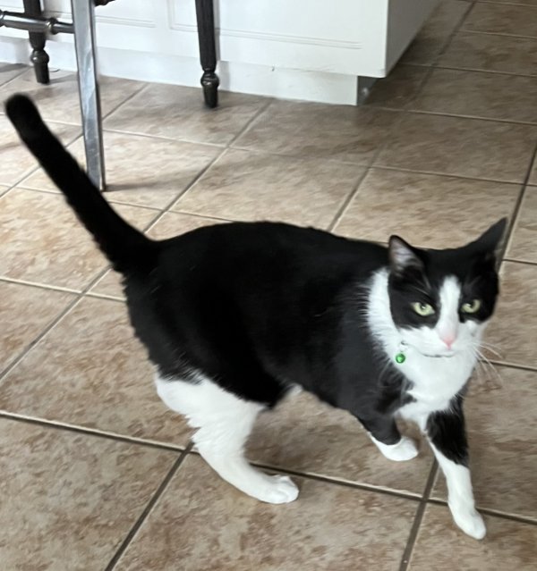Stolen Domestic Short Hair in Fort Worth, TX US