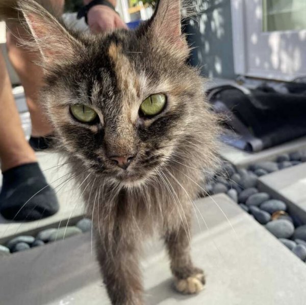 Found Cat in Los Angeles, CA US