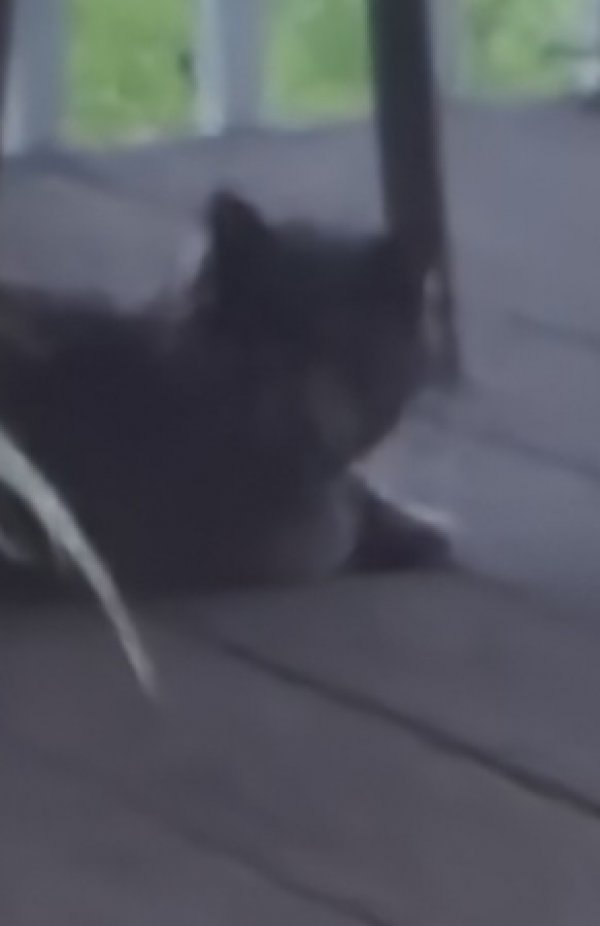 Found Cat in Logan, UT US
