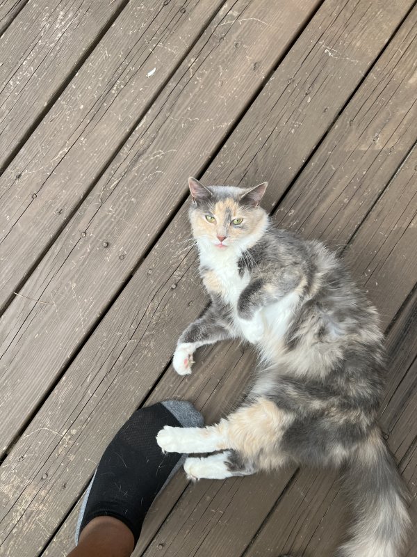 Found Cat in Fayetteville, NC US