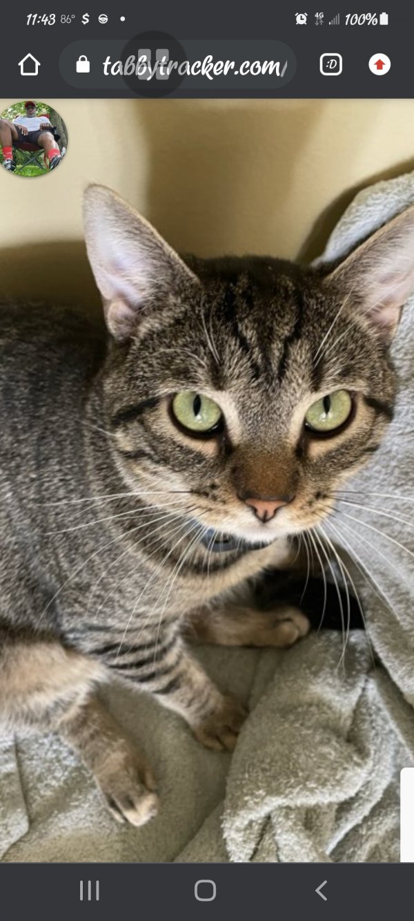 Safe American Shorthair in Fayette, MO