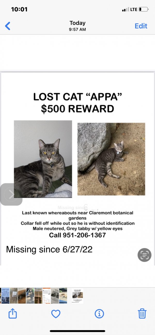 Safe Domestic Short Hair in Claremont, CA