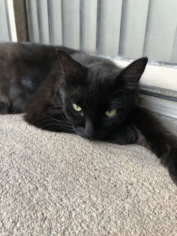Safe Domestic Short Hair in Cypress, TX