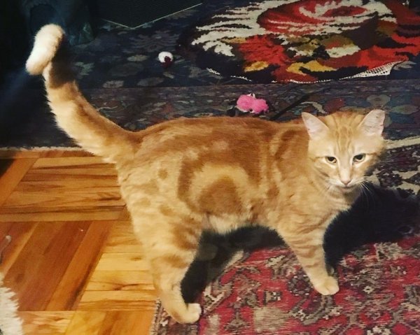 Lost Domestic Short Hair in Woodhaven, NY US