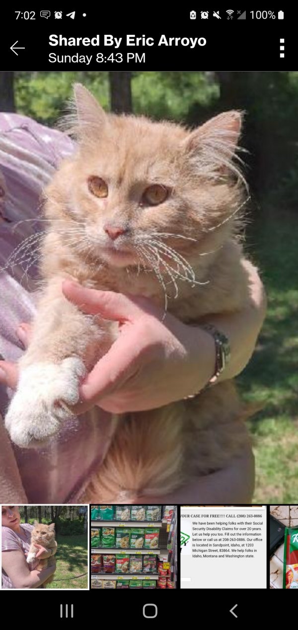 Found Cat in Sandpoint, ID US