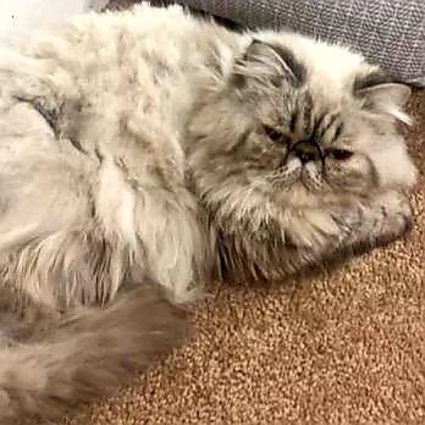 Lost Himalayan in Akron, OH US