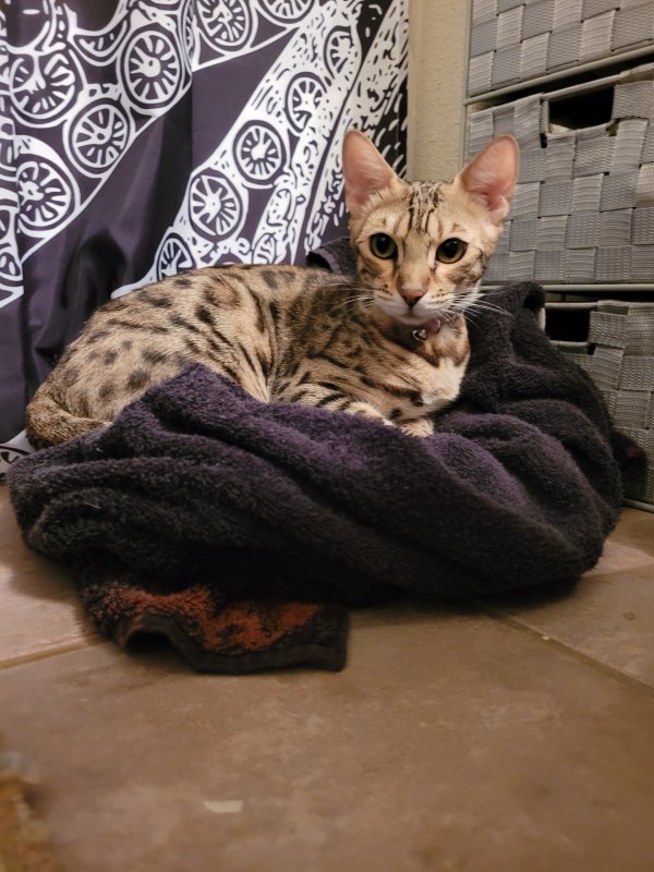 Found Bengal cat in Glendale, AZ US