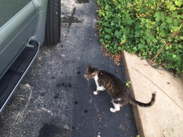 Found Cat in Saint Louis, MO US