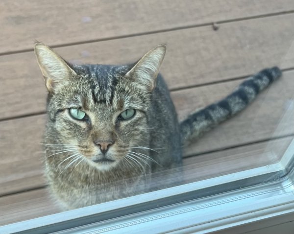 Found Cat in Newtown, PA US