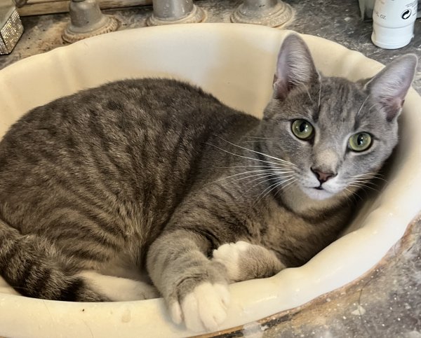 Safe American Shorthair in Wake Forest, NC