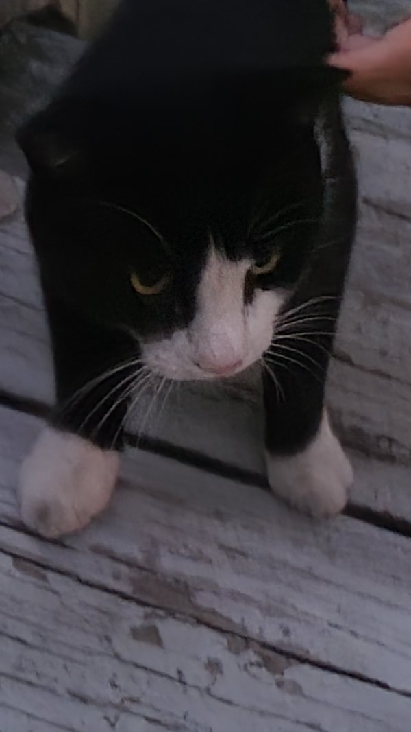 Found Cat in Bryn Mawr, PA US
