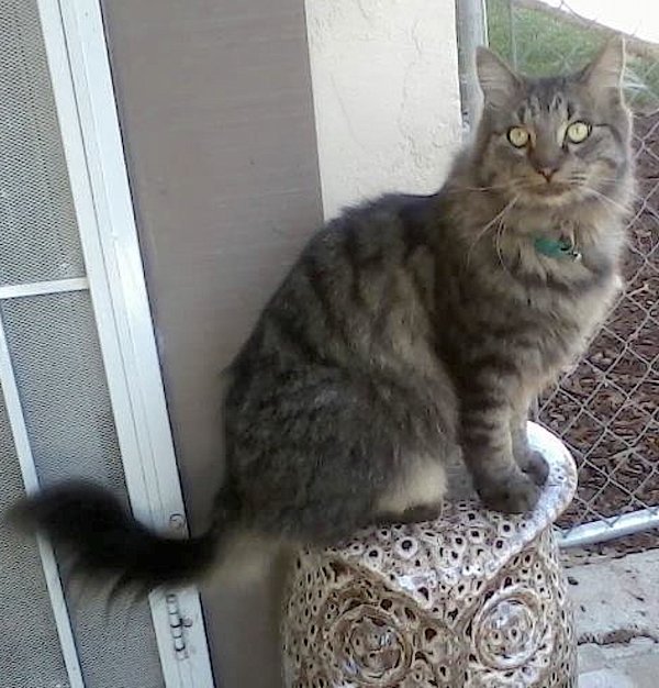 Lost Maine Coon in Lincoln, AL