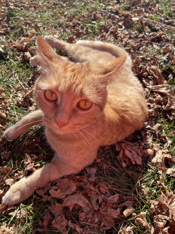 Lost Cat in Mendota, IL