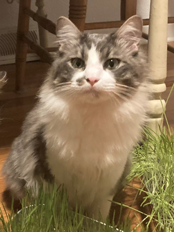 Lost Maine Coon in Kansas City, MO