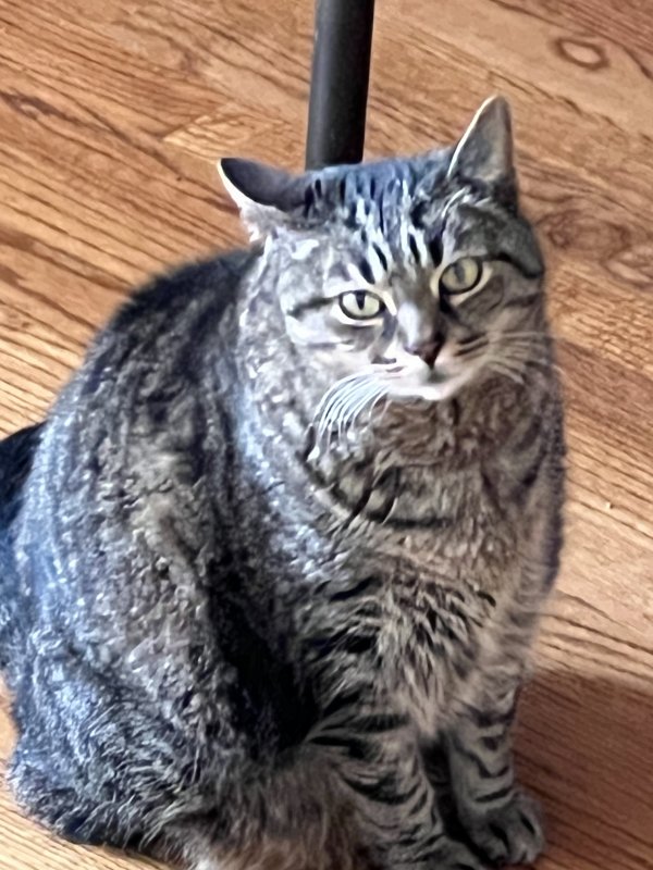 Lost Domestic Short Hair in Cary, NC
