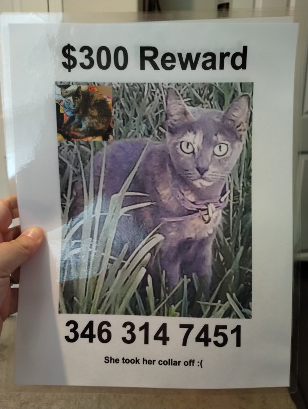 Lost Cat in Houston, TX