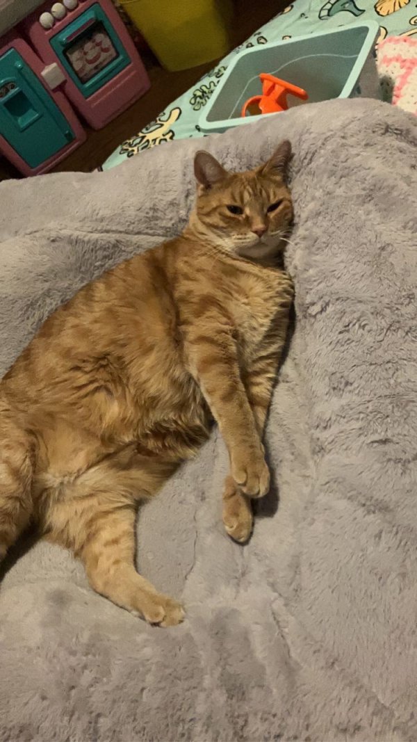 Lost American Shorthair in Winfield, IL