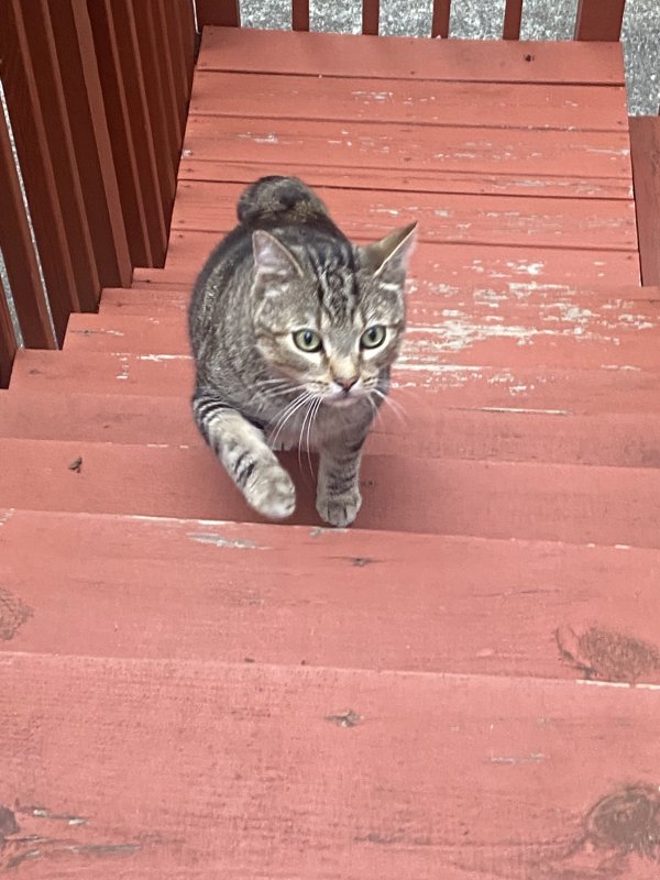 Found Cat in Marietta, GA