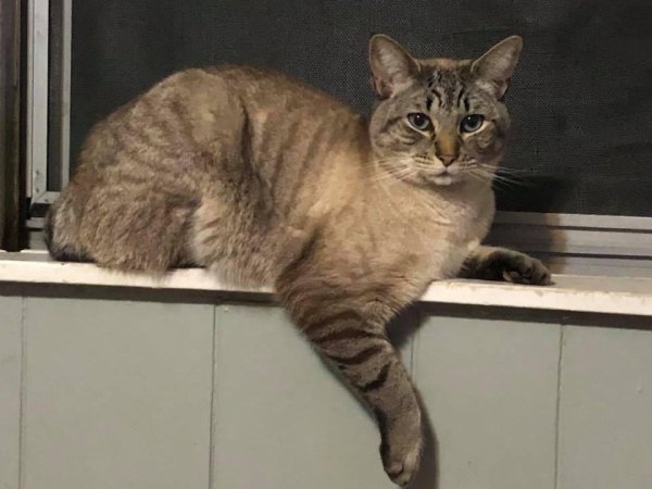 Lost Cat in East Weymouth, MA