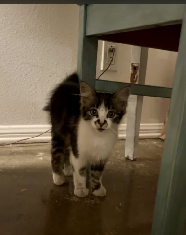 Found American Wirehair in West Hollywood, CA