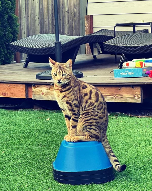 Lost Bengal cat in Maple Valley, WA