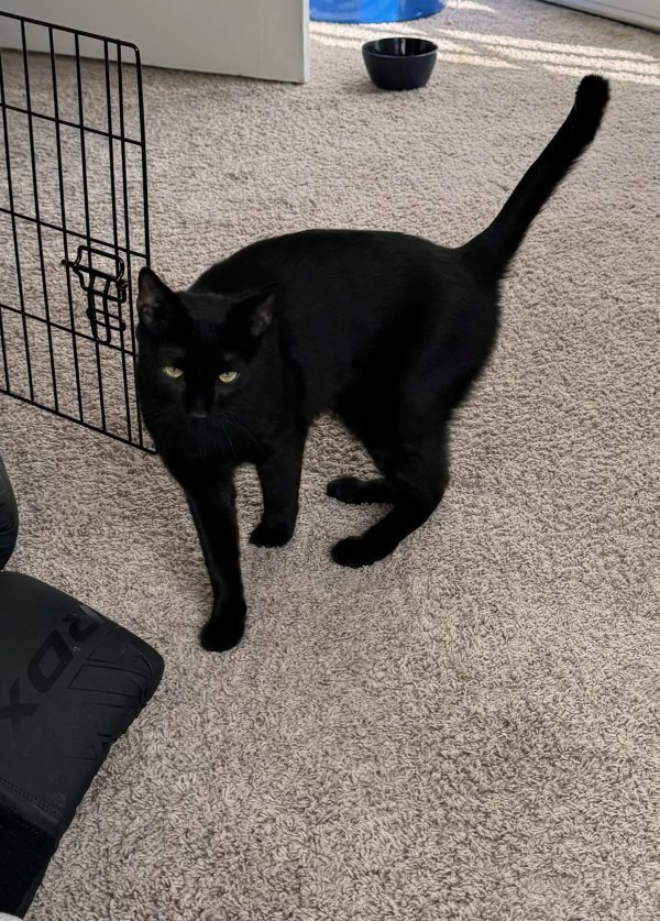 Found Cat in Fayetteville, NC