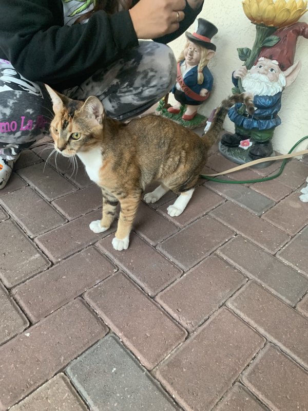 Found Cat in Davenport, FL