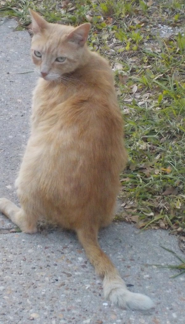 Lost Cat in Bonifay, FL