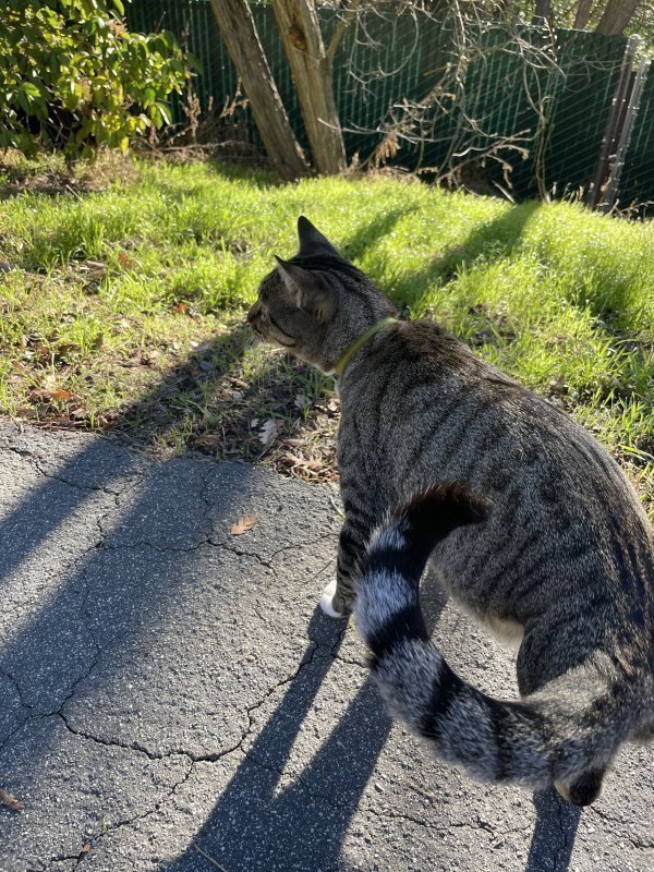 Found Cat in Pleasant Hill, CA