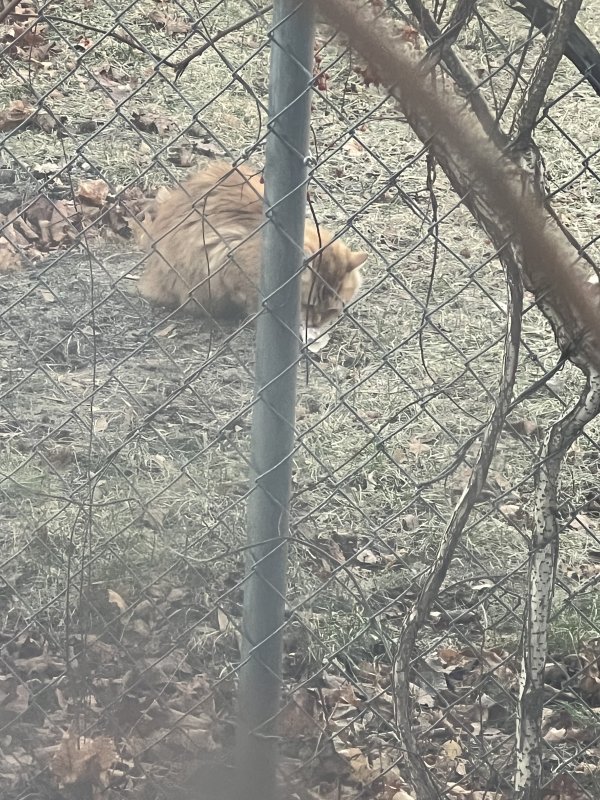 Found Cat in Lowell, MA