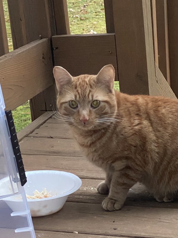 Found Domestic Short Hair in Roswell, GA