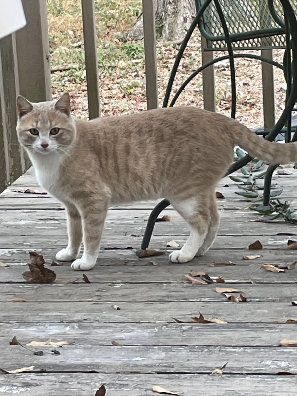 Found Cat in Marietta, GA