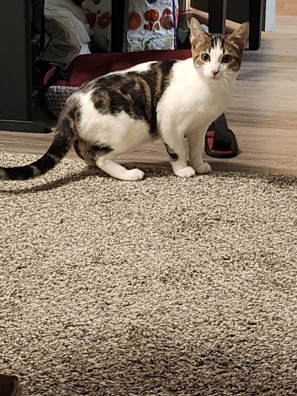 Found American Shorthair in Vancouver, WA