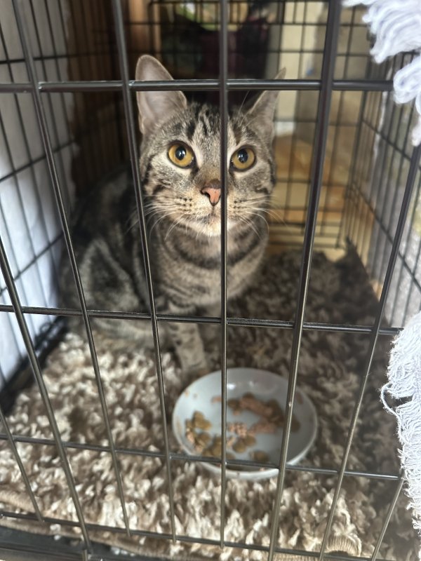 Found Cat in Plano, TX