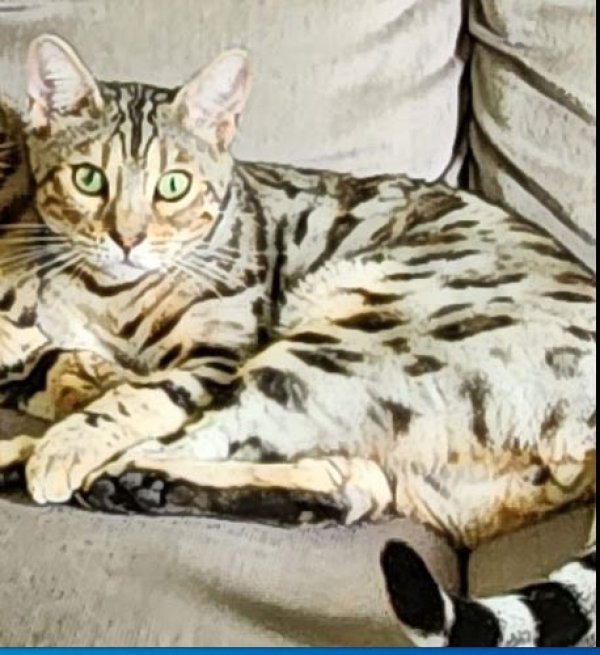 Lost Bengal cat in Florida