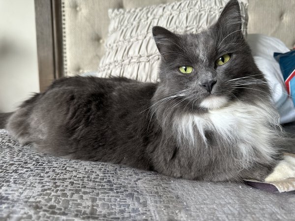 Lost Domestic Long Hair in Inver Grove Heights, MN