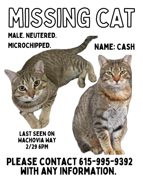 Lost Cat in Murfreesboro, TN