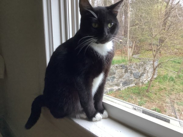 Safe Domestic Short Hair in Northborough, MA