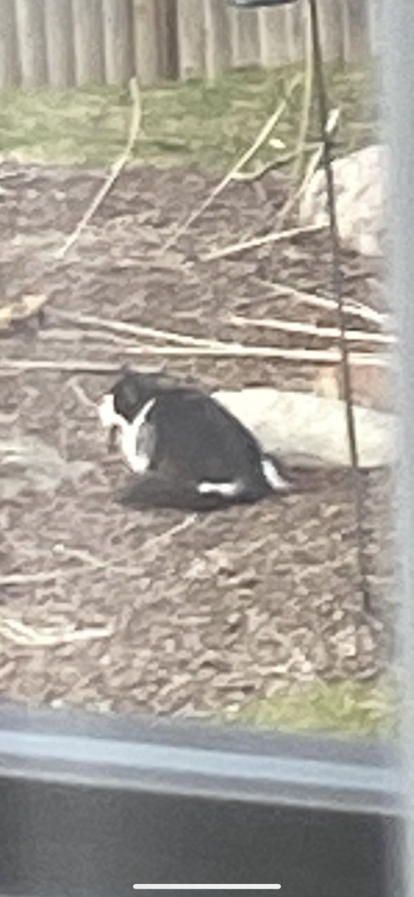 Found cat in Framingham, MA