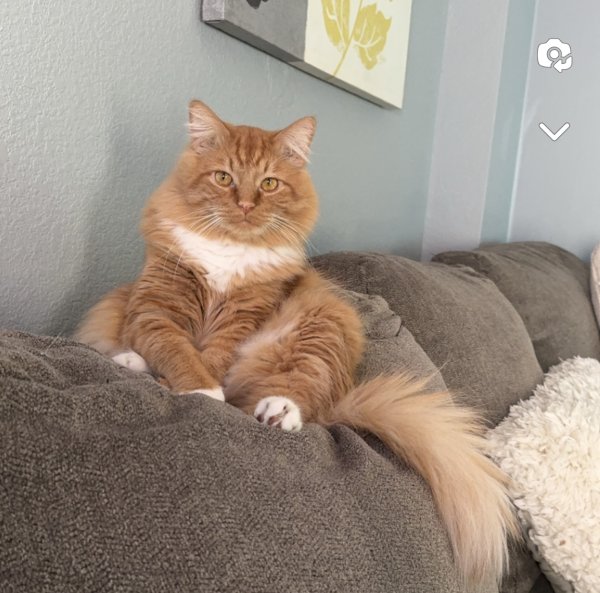 Lost Domestic Long Hair in Victorville, California