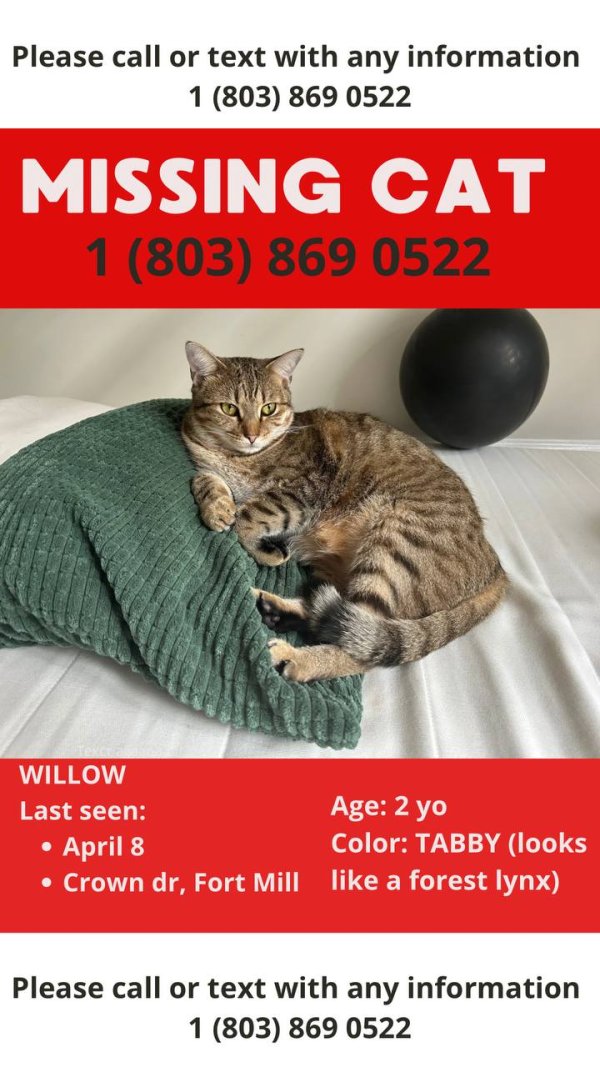Lost Domestic Short Hair in Fort Mill, SC