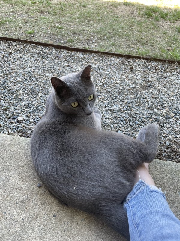 Found Cat in Raleigh, NC