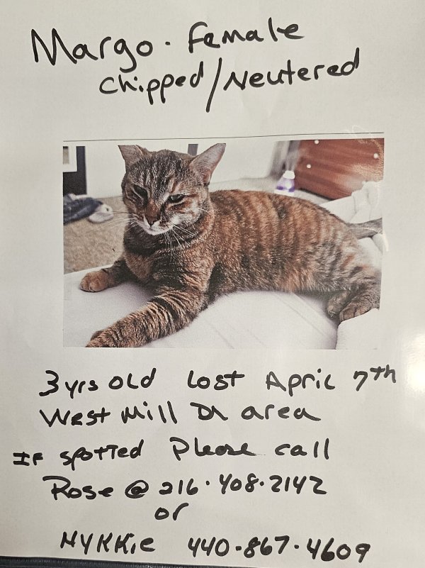Lost Cat in Cleveland, OH