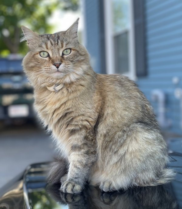Lost cat in Quincy, MA