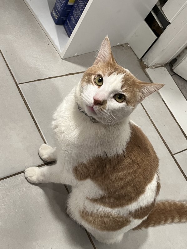 Stolen Cat in Brentwood, NY