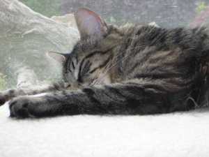 Safe Maine Coon in Seattle, WA US