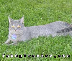 Safe Domestic Short Hair in Arvada, CO